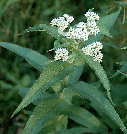 Boneset