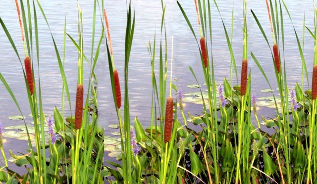 cattails